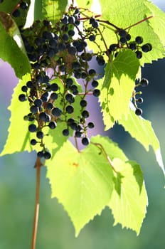 Abstract detail of a cultivated vine and grapes