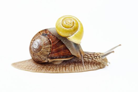 Shot of the big and small snail - cargo - truck