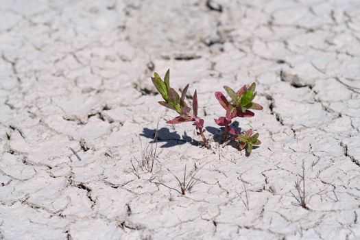 Small plant emerging in dry mud desert. Symbol for life against all odds.