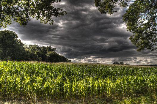 This photo present corn field under dark storm clouds HDR.