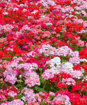 Pink and Red Geraniums for a floral background