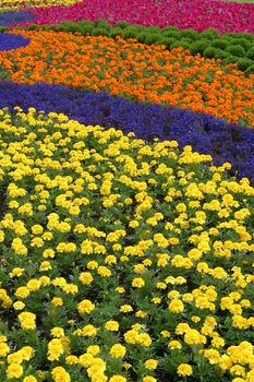 Flowers in park