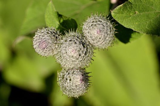 This photo present thistle balls, shrouded in cobwebs.