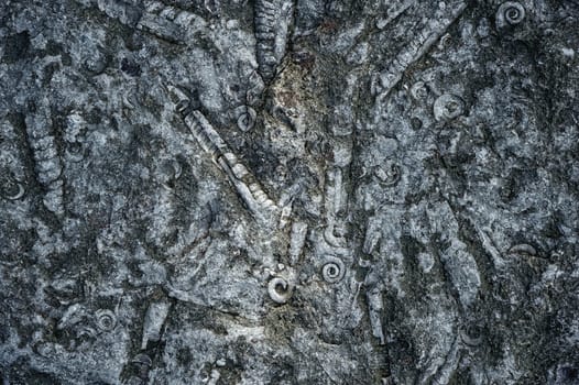 Ammonite prehistoric fossil on a textured stone background