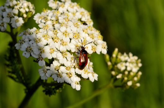 This photo present small insect on white flower in the meadow.