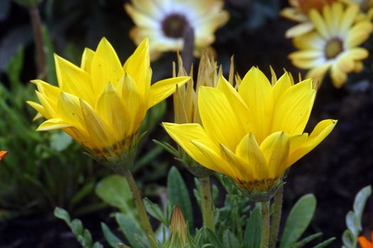 Yellow flowers