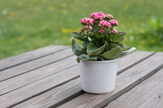 Cute little pot plant on outdoor table.