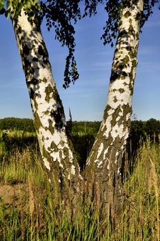 This photo present two birch fused in the shape of V.