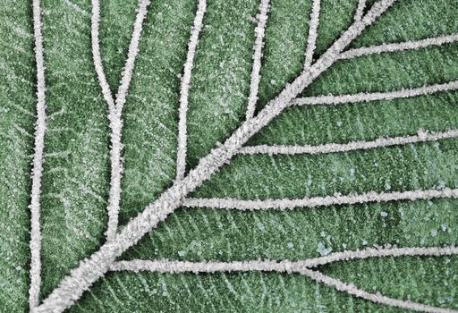 Abstract nature art. Frosty leaf surface and in green colors.