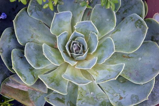 Sempervivum tectorum in closeup, housekeep