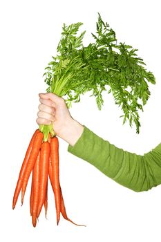 Woman's hand holding bunch of whole fresh organic orange carrots