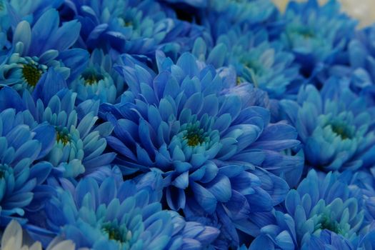 Blue flowers