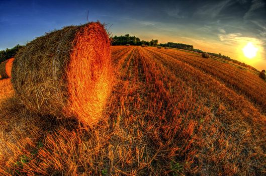 This photo present bales of straw after harvest grain at sunset HDR.