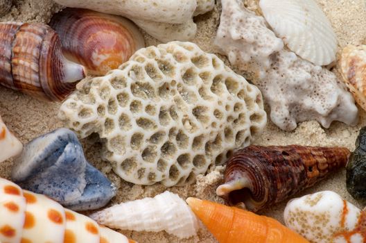 Background of Ocean Shells, Conch Shells and Corals Pieces and  Pebbles closeup