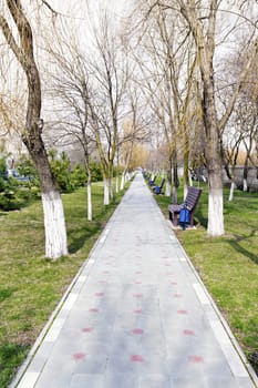 Spring linden alley with benches for relaxing in the sunshine