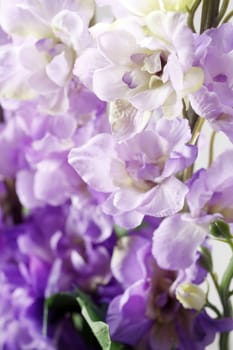 Background full of purple flowers.