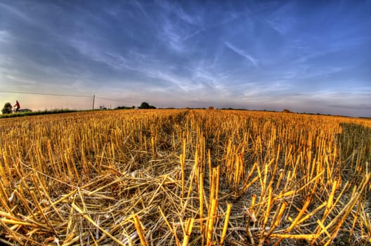 This photo present stubble after harvest grain at sunset light HDR.