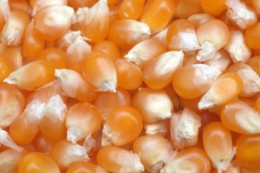 Corn seeds close up as background