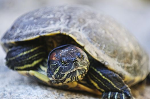 Close up of red eared slider turtle sitting on rock