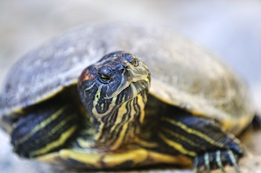 Close up of red eared slider turtle sitting on rock