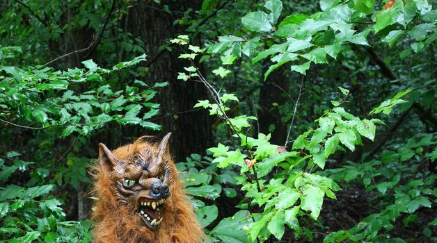A rare glimpse of an unbelievable thought to have never existed Werewolf coming out of the woods to go after his prey during Halloween.