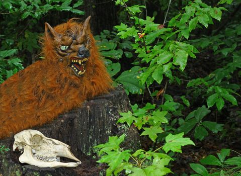A rare glimpse of an unbelievable thought to have never existed Werewolf resting on a stump in the  woods next to his last kill.