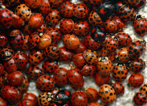 A lot of red ladybugs insects together.