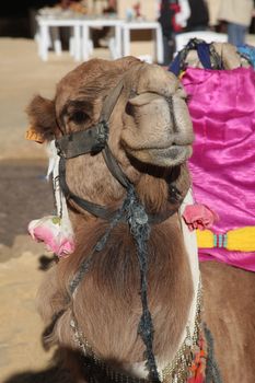 Head of a camel on safari