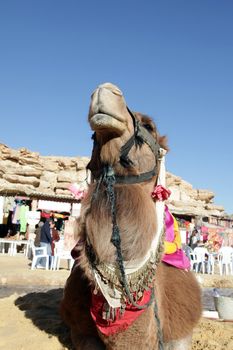 Head of a camel on safari