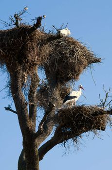 Storks in its nests over a clear blue sky background