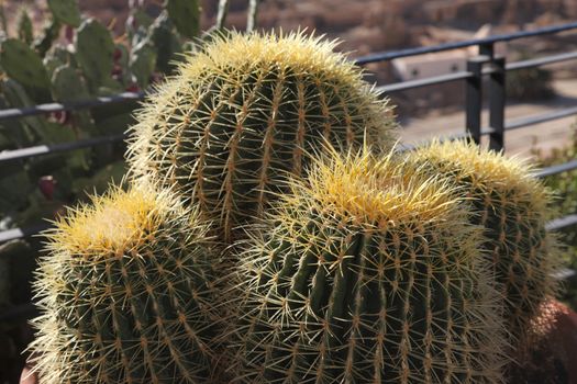 Close up image of cactus