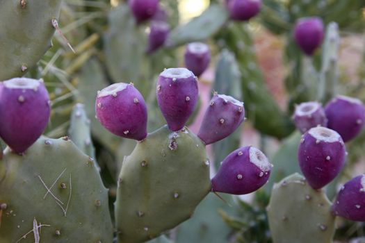 Opuntia with ripe fruits