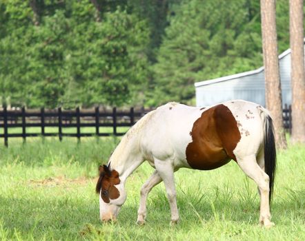 A white and brown Equine coated horse with a blue eye grazing in the field with room for your text.