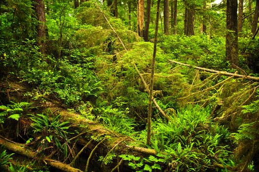 Lush foliage of temperate rain forest. Pacific Rim National Park, British Columbia Canada
