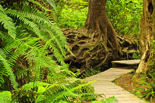 Path through temperate rain forest. Pacific Rim National Park, British Columbia Canada