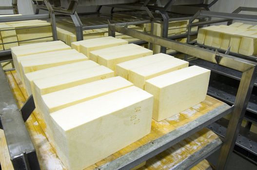 Industrial production of hard cheeses. Cheese is very tasty and healthy product