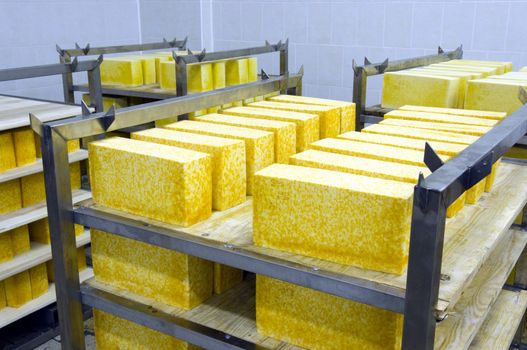 Industrial production of hard cheeses. Cheese is very tasty and healthy product