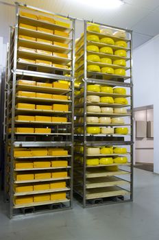 Industrial production of hard cheeses. Cheese is very tasty and healthy product