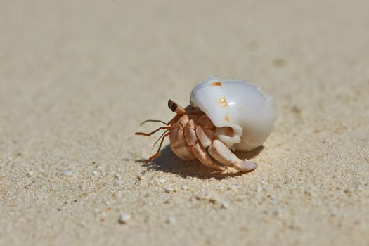 Hermit crab on a beach at Maldives