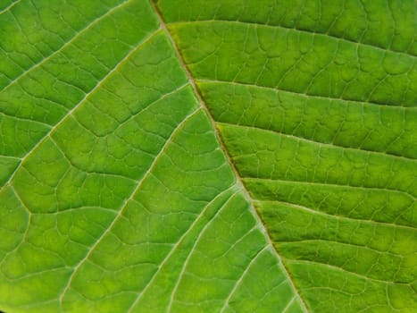 green leaf close up              