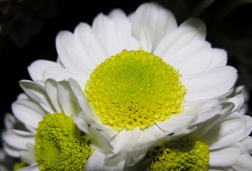           close up of daisy over black