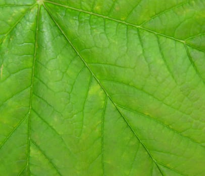 green leaf close up              