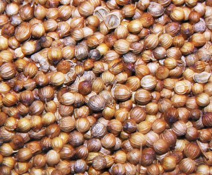 coriander seed close up