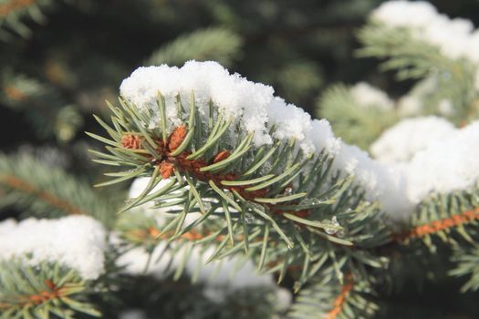 winter, forest, snow-covered tree, Christmas tree, forest, iglak, tradition, snow,