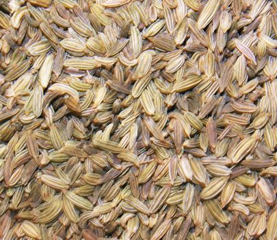 close up of fennel seed