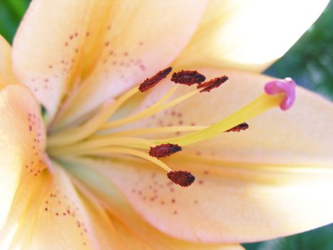 Extreme close up of a lily with very shallow depth of field used