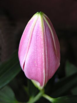 close up of lily bud