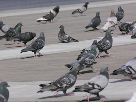 pigeons having a rest