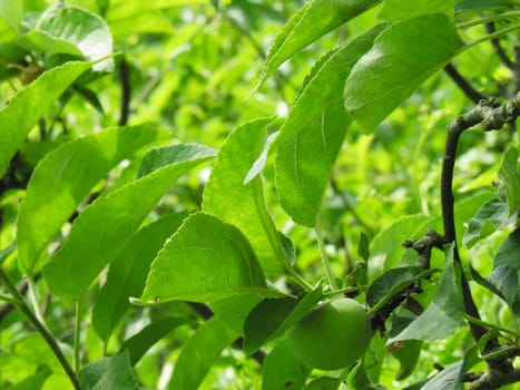 green leafs