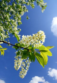 blossom bird cherry tree branch under blue sky